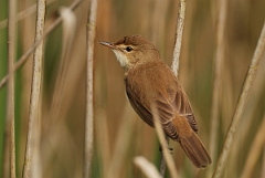 David Plant Photography - Wildlife Photography - Reed warbler - C